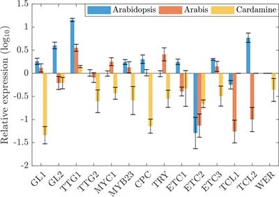 Comparative expression analysis in three Brassicaceae species revealed compensatory changes of the underlying gene regulatory network